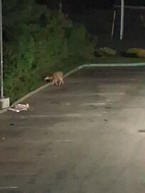 Deer in the parking lot and everywhere else! Lol