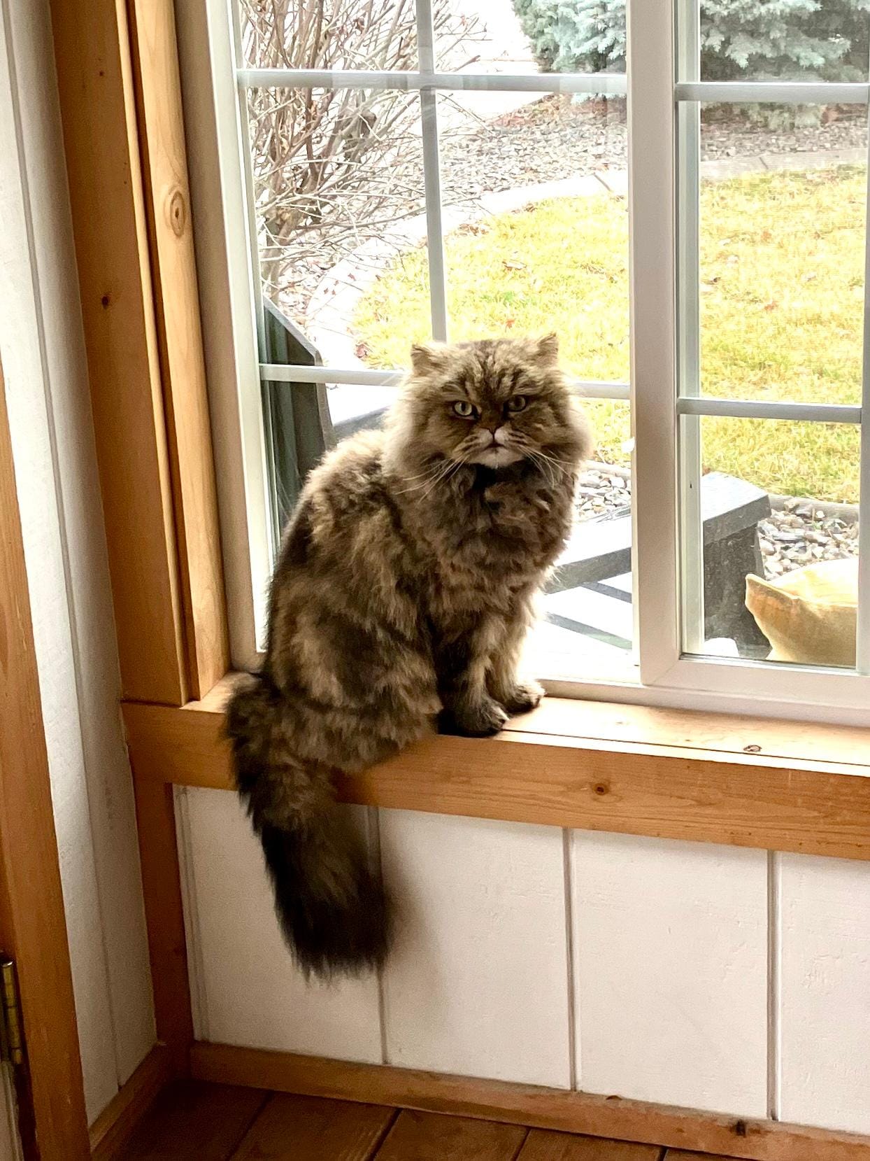 The sunroom entry was a favorite spot for our boy Gus to watch the birds and squirrels in the front yard 