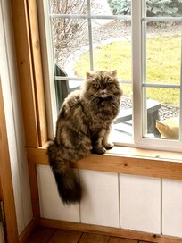 The sunroom entry was a favorite spot for our boy Gus to watch the birds and squirrels in the front yard