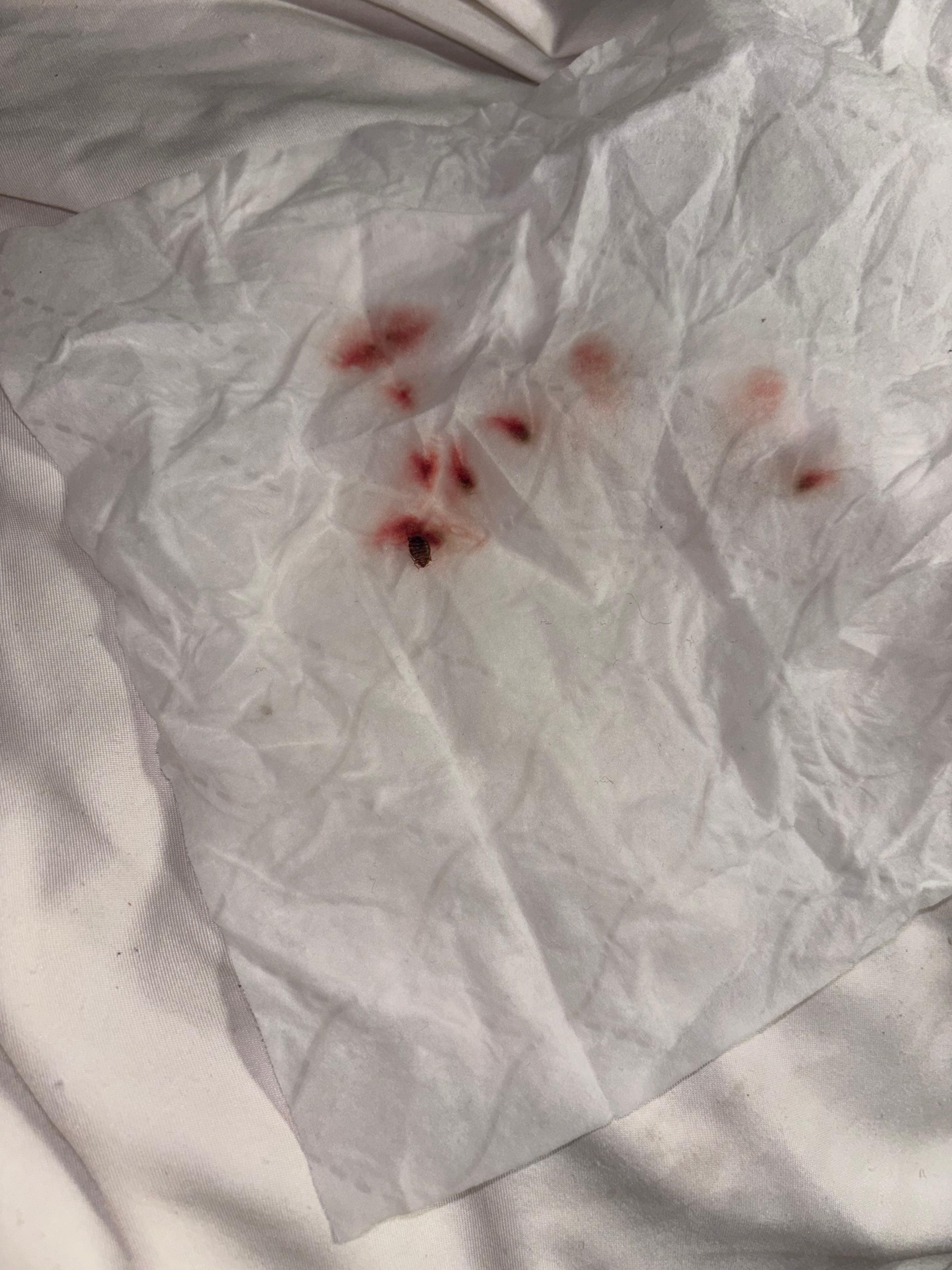 Found on the comforter