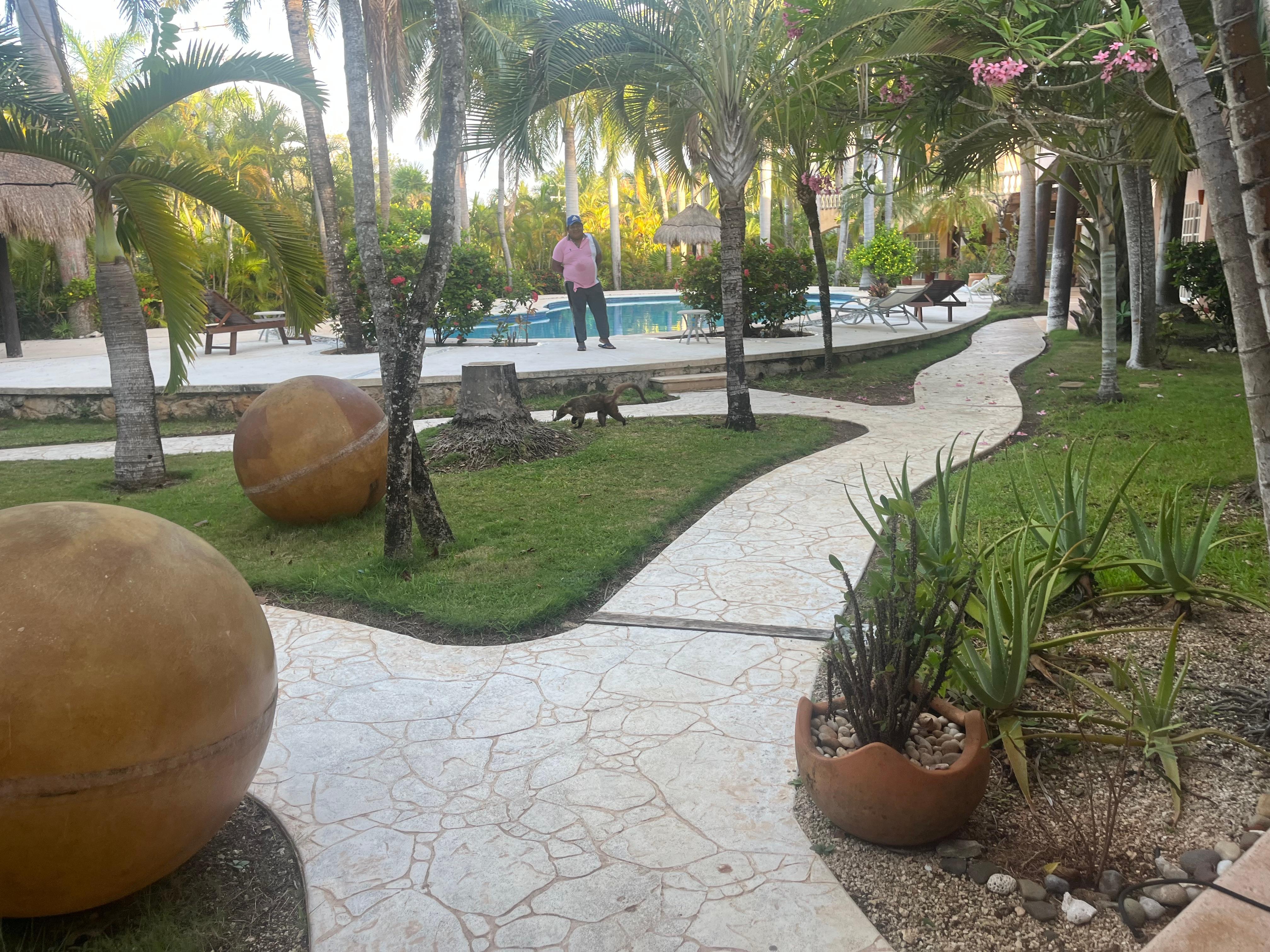 Shared pool area with the amazing gardener in the background and a coati casually walking through the area!