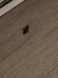 Roach #2