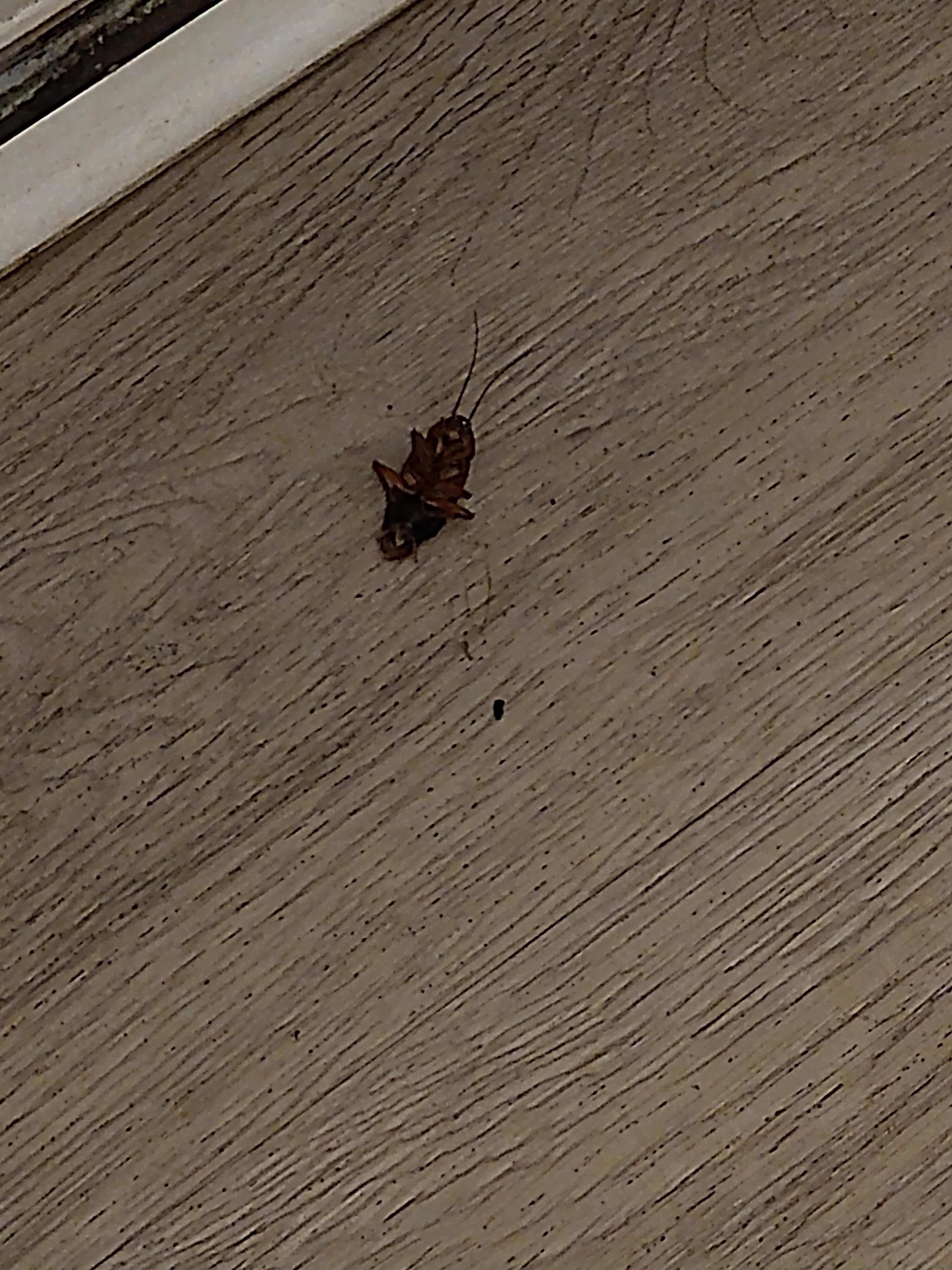 Roach #2