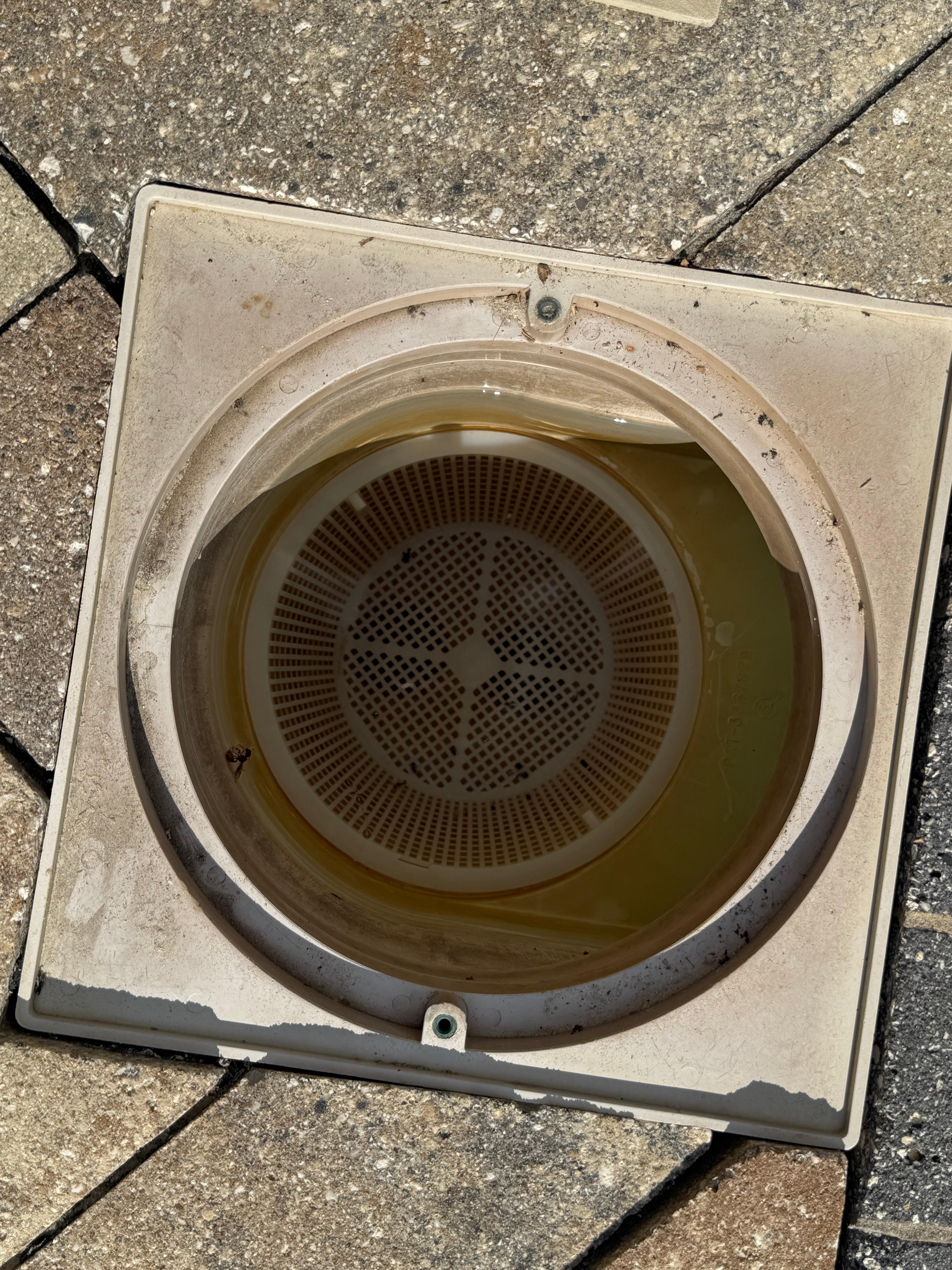 Nasty stained pool skimmer