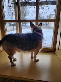 Deep windows were perfect for barking at the passing traffic.