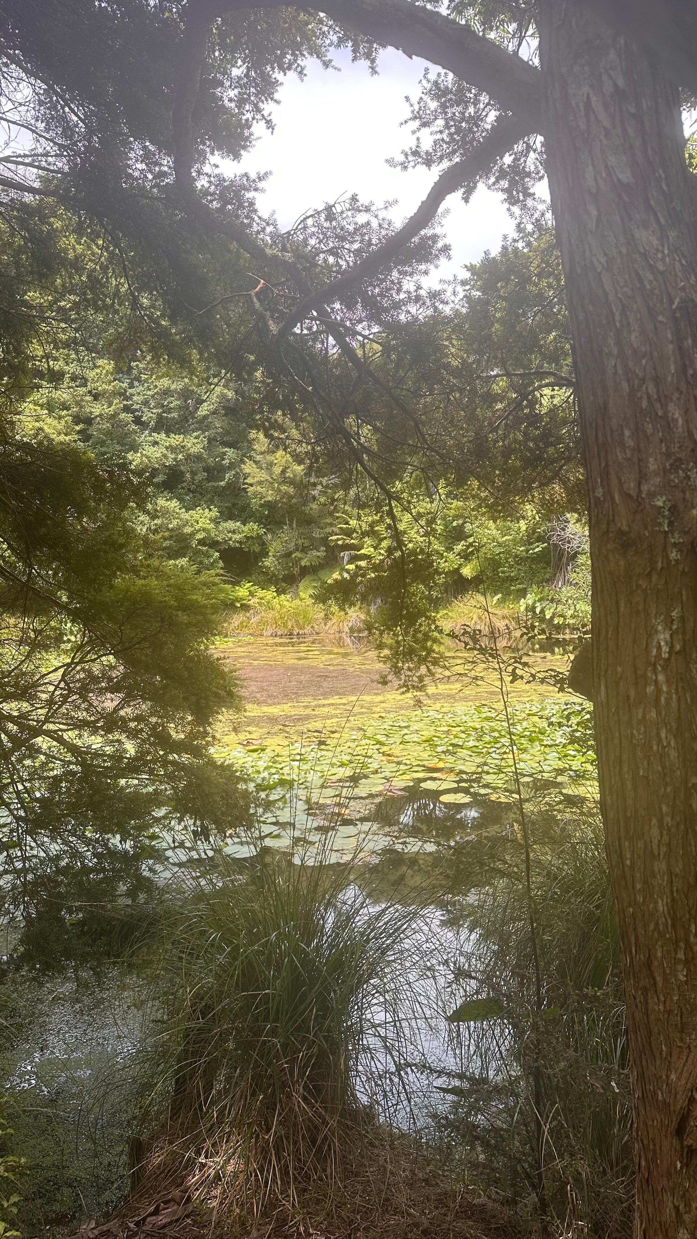 The loop walk through bush and creek is well maintained and an absolute must-do!