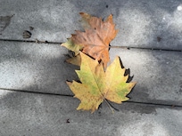 Fall🍂🍁