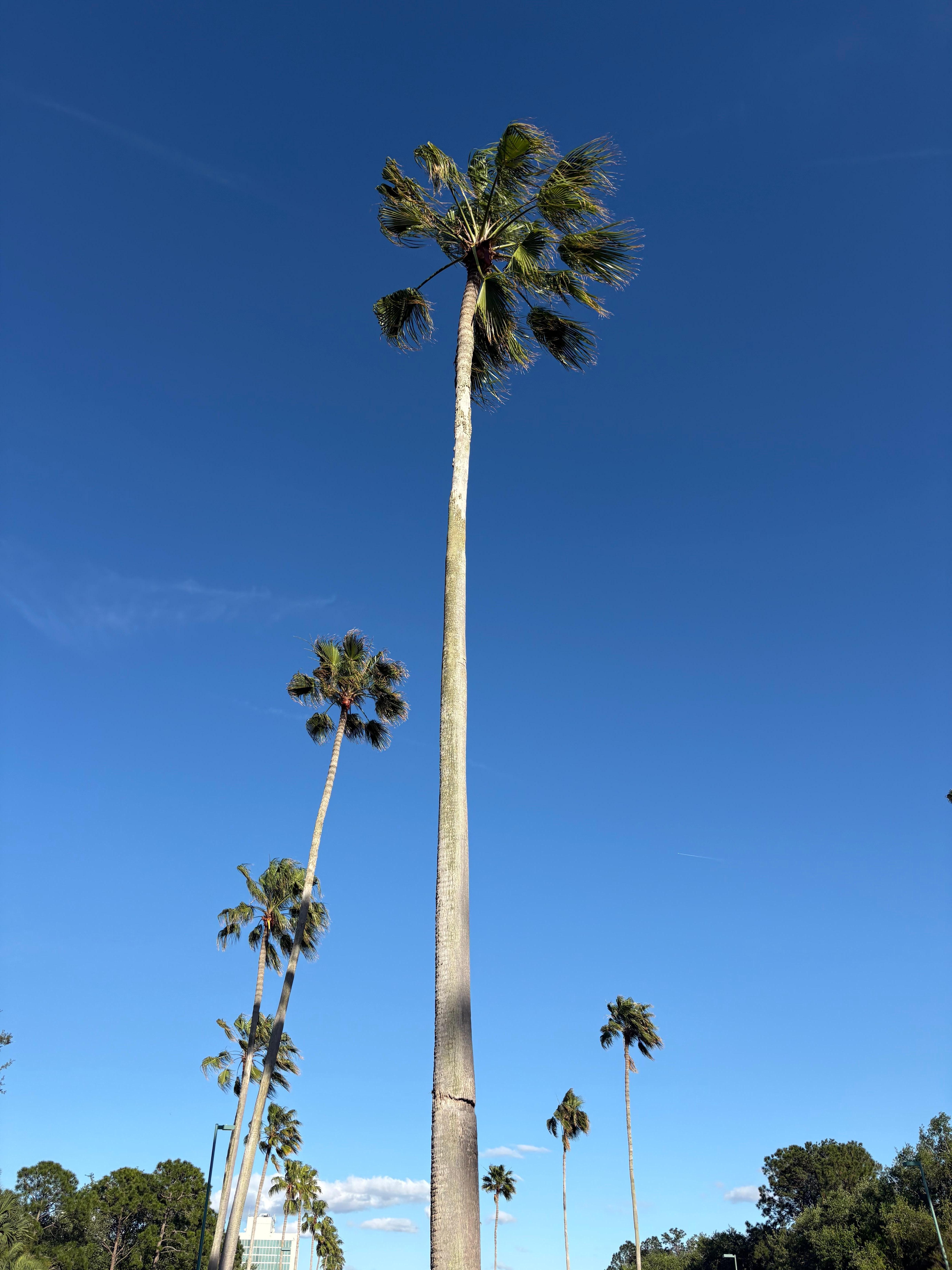 Along the walk to CityWalk, which includes a very nice elevated walkway over Kirkland Road. 