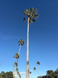 Along the walk to CityWalk, which includes a very nice elevated walkway over Kirkland Road.