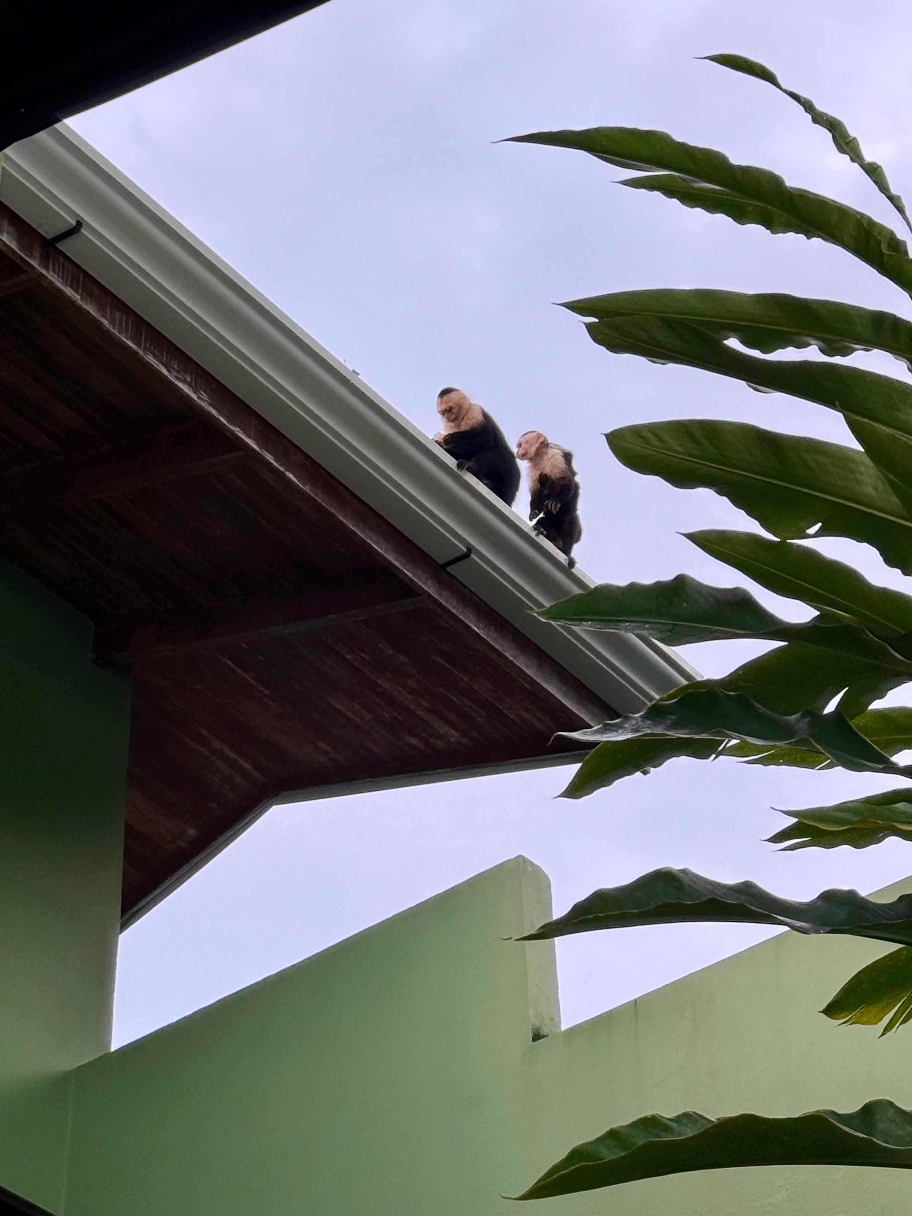 Monkey family on our roof