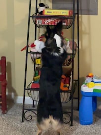 My Grand Puppy checking out the game room at Pollys Place