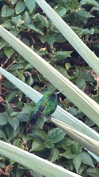 Hummingbird by pool at Coral Estate