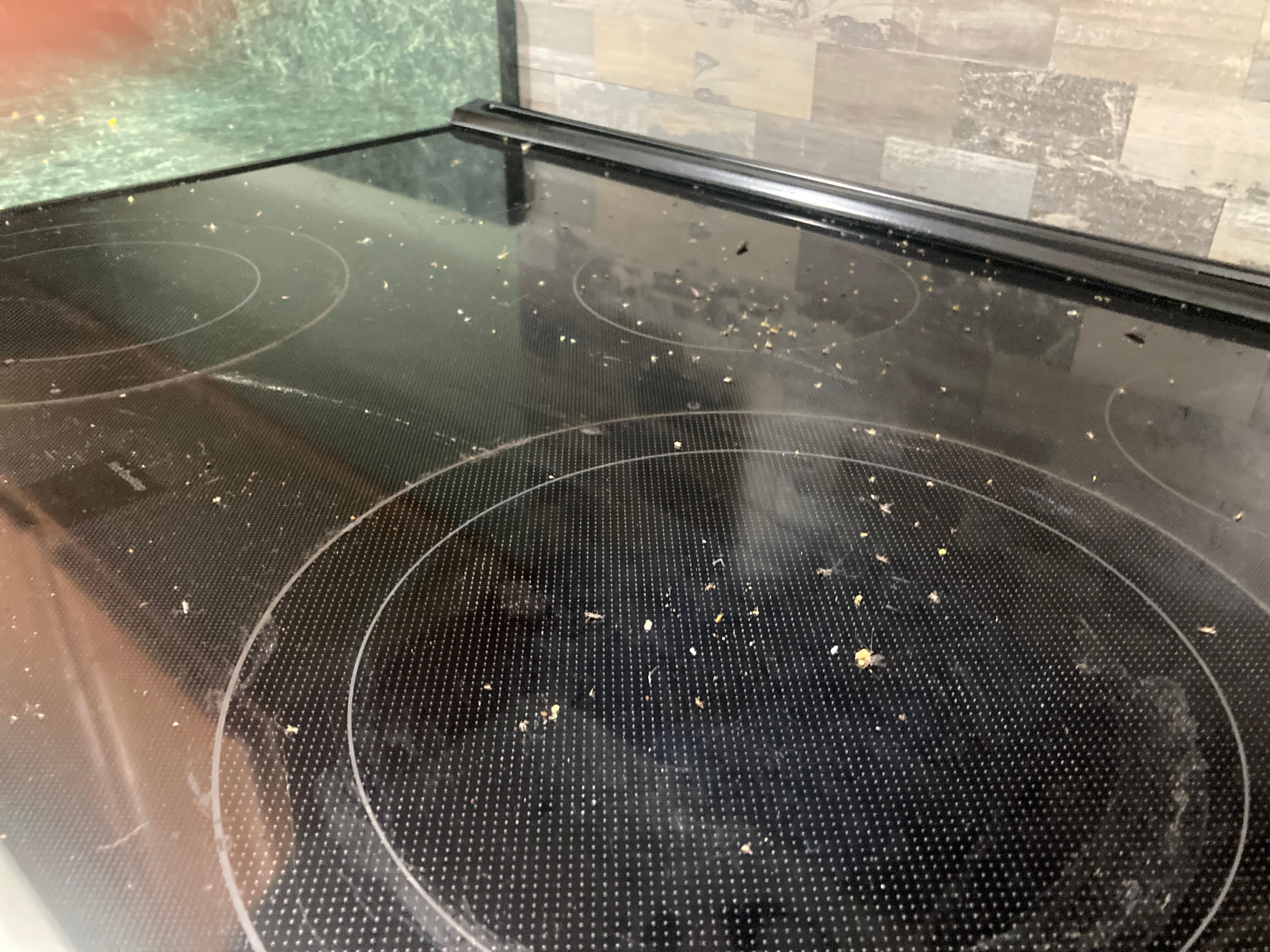 Bugs on the stove.