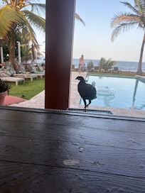 Local chickens