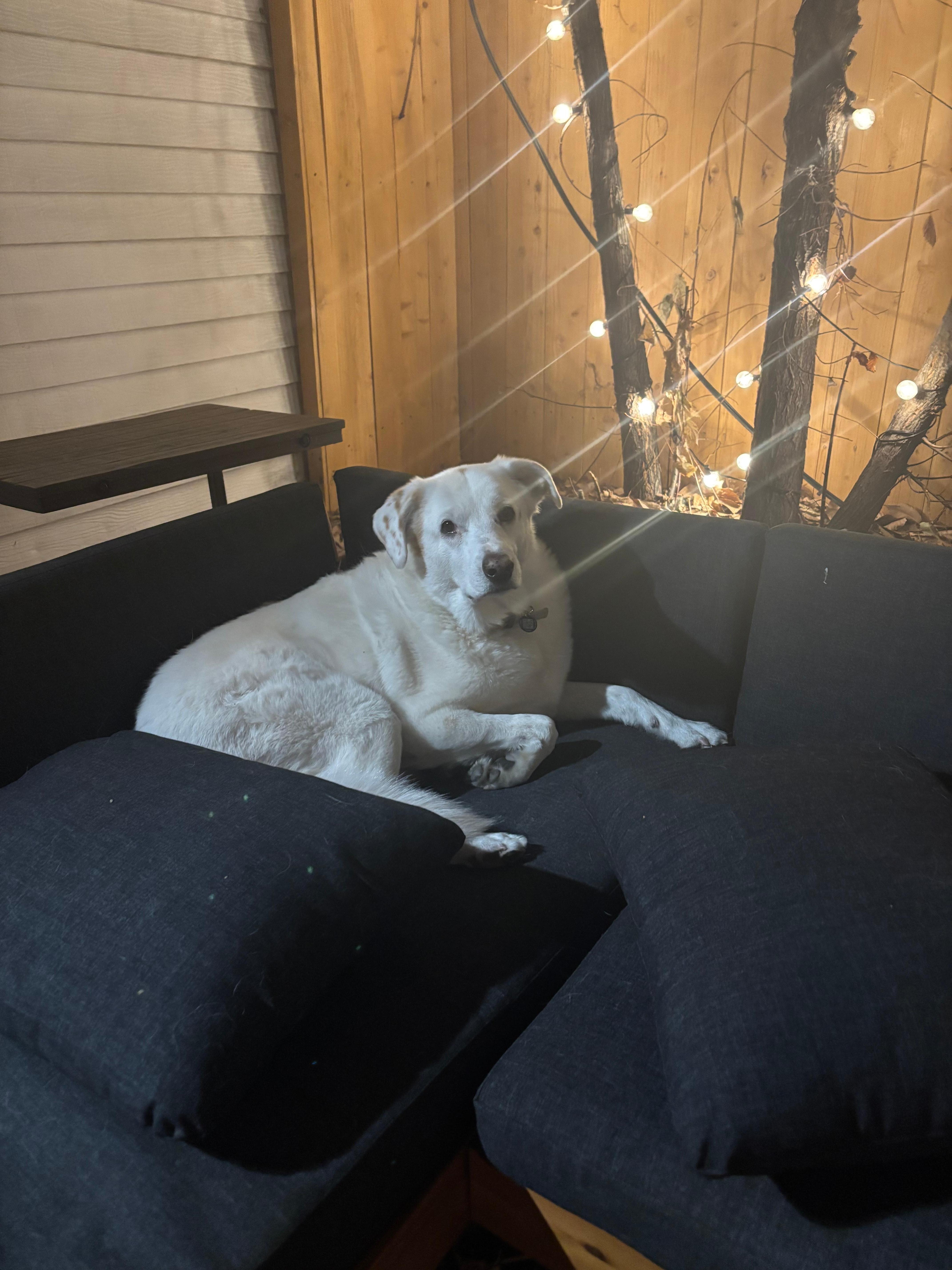 Dog loved lounging in the backyard and host provided many lint rollers!
