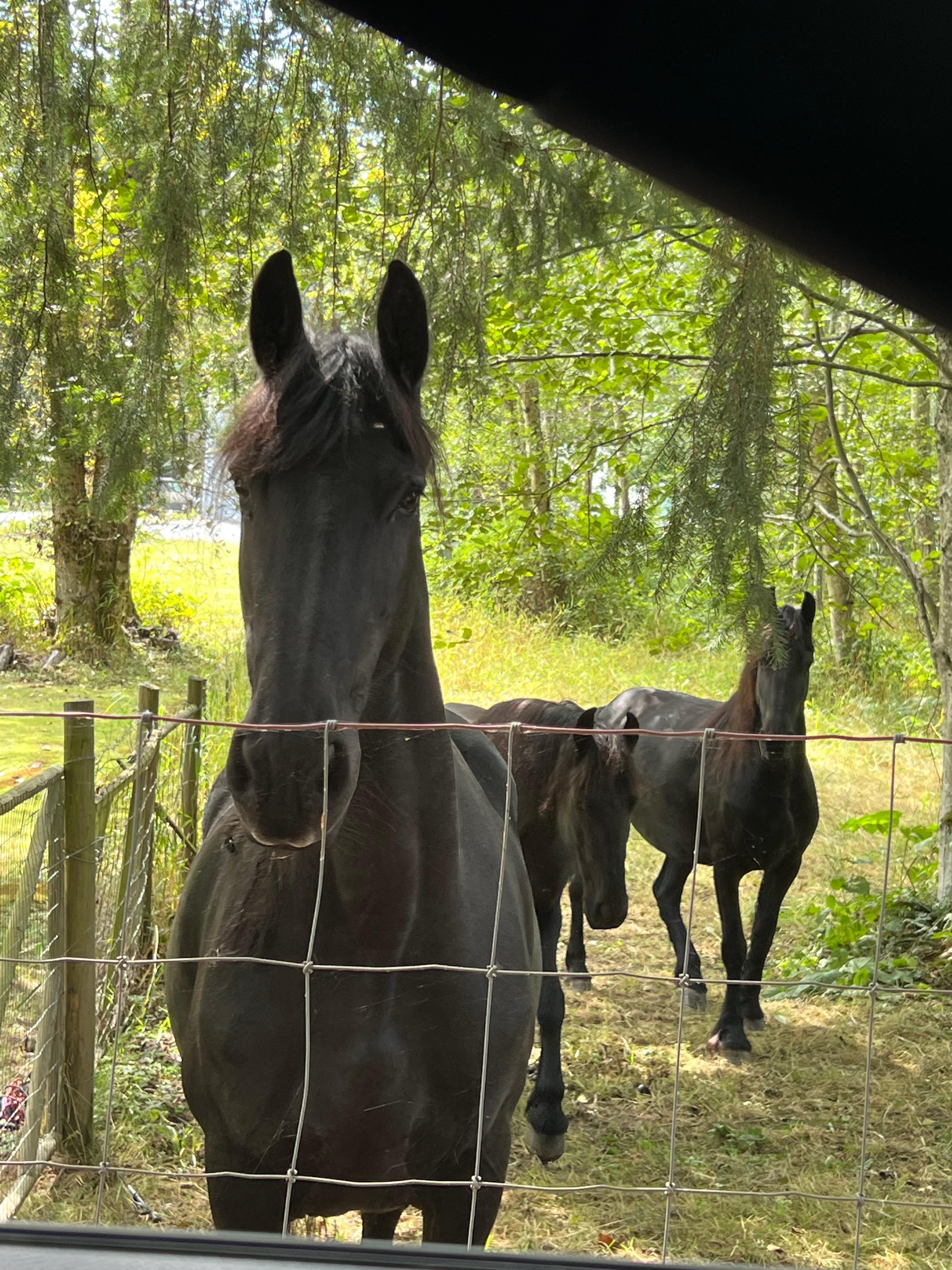 Neighbor’s friendly horses we passed on the way in/out