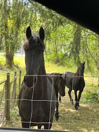 Neighborâs friendly horses we passed on the way in/out