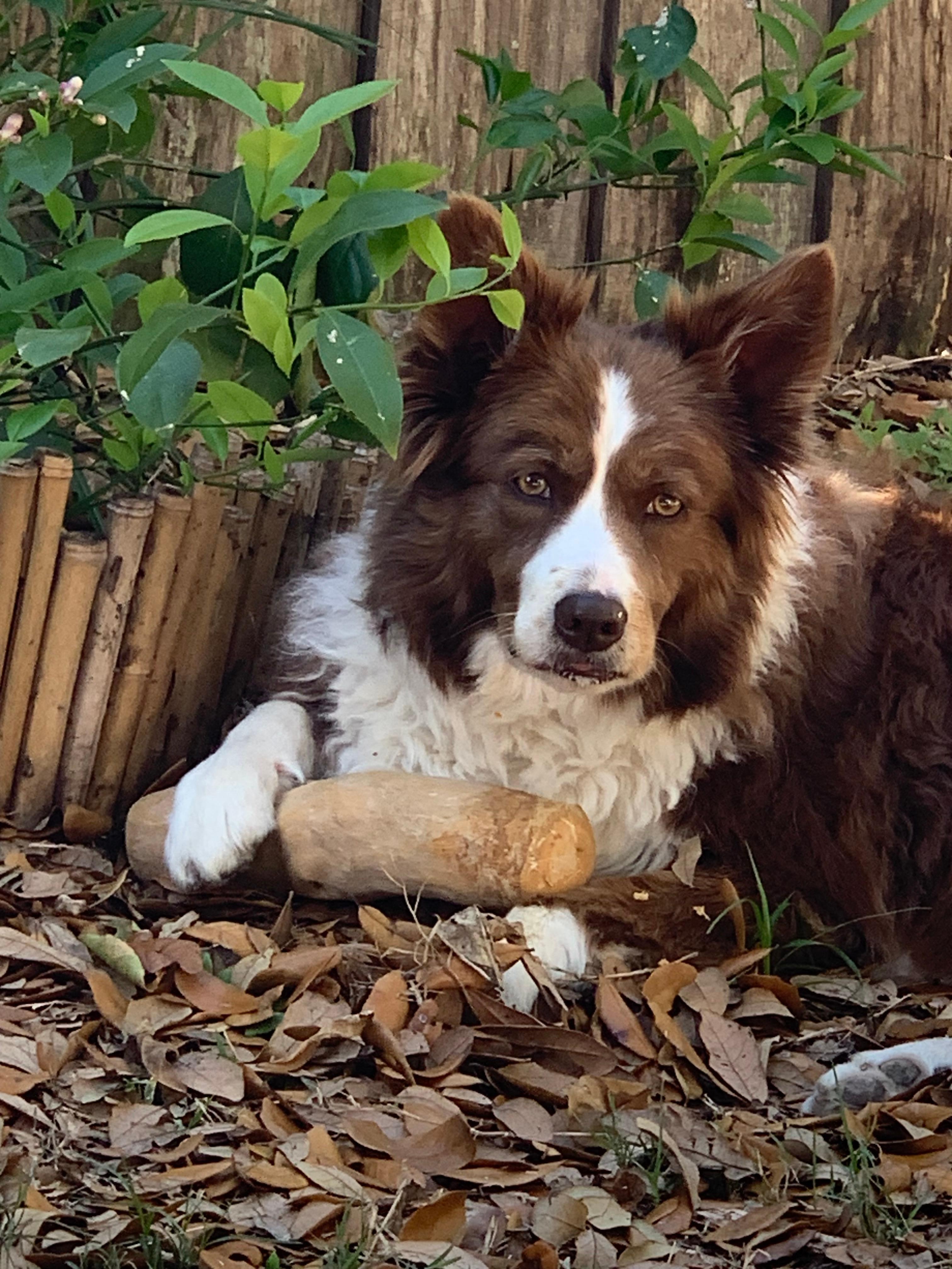 Leia enjoying the back yard. Plenty of space to play.