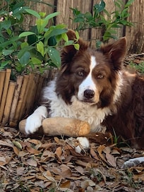 Leia enjoying the back yard. Plenty of space to play.