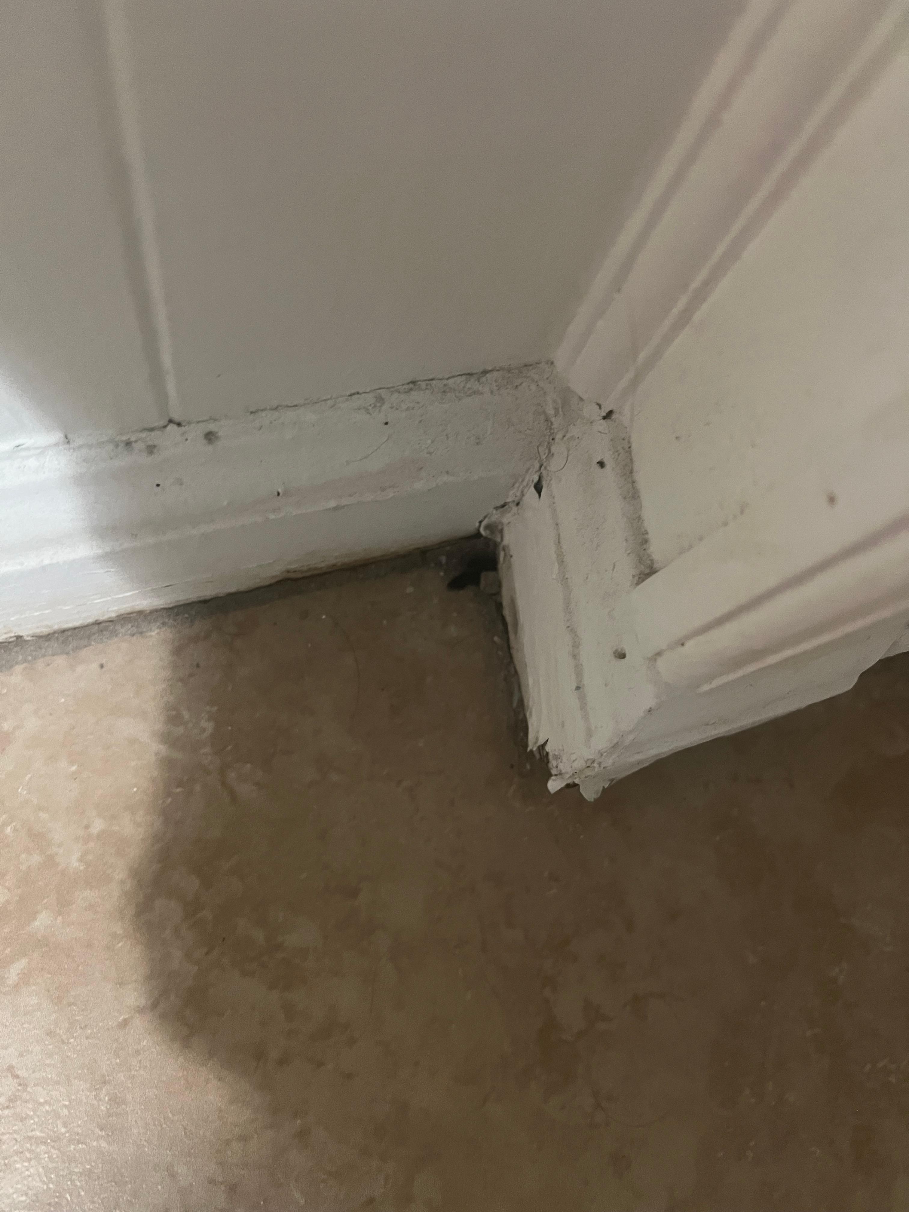Dirt and dead bugs 
