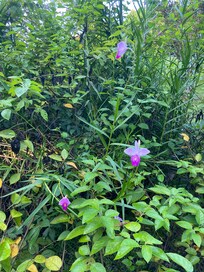 lovely flower garden