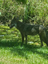 Freaky coyote out during the day right by the condo! Added plus to our wildlife viewing.
