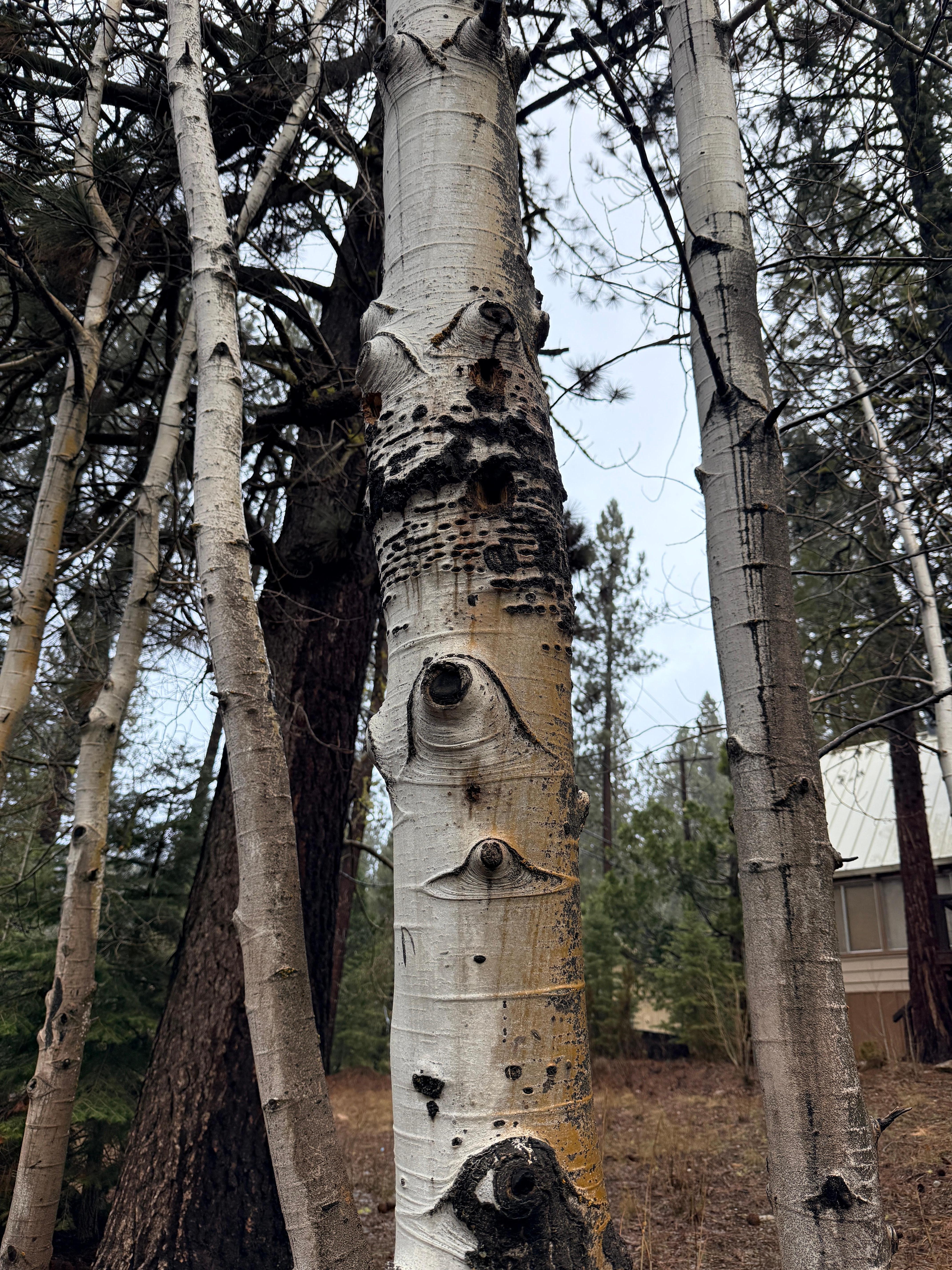 Beautiful trees outside front door (down street)