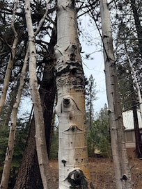 Beautiful trees outside front door (down street)