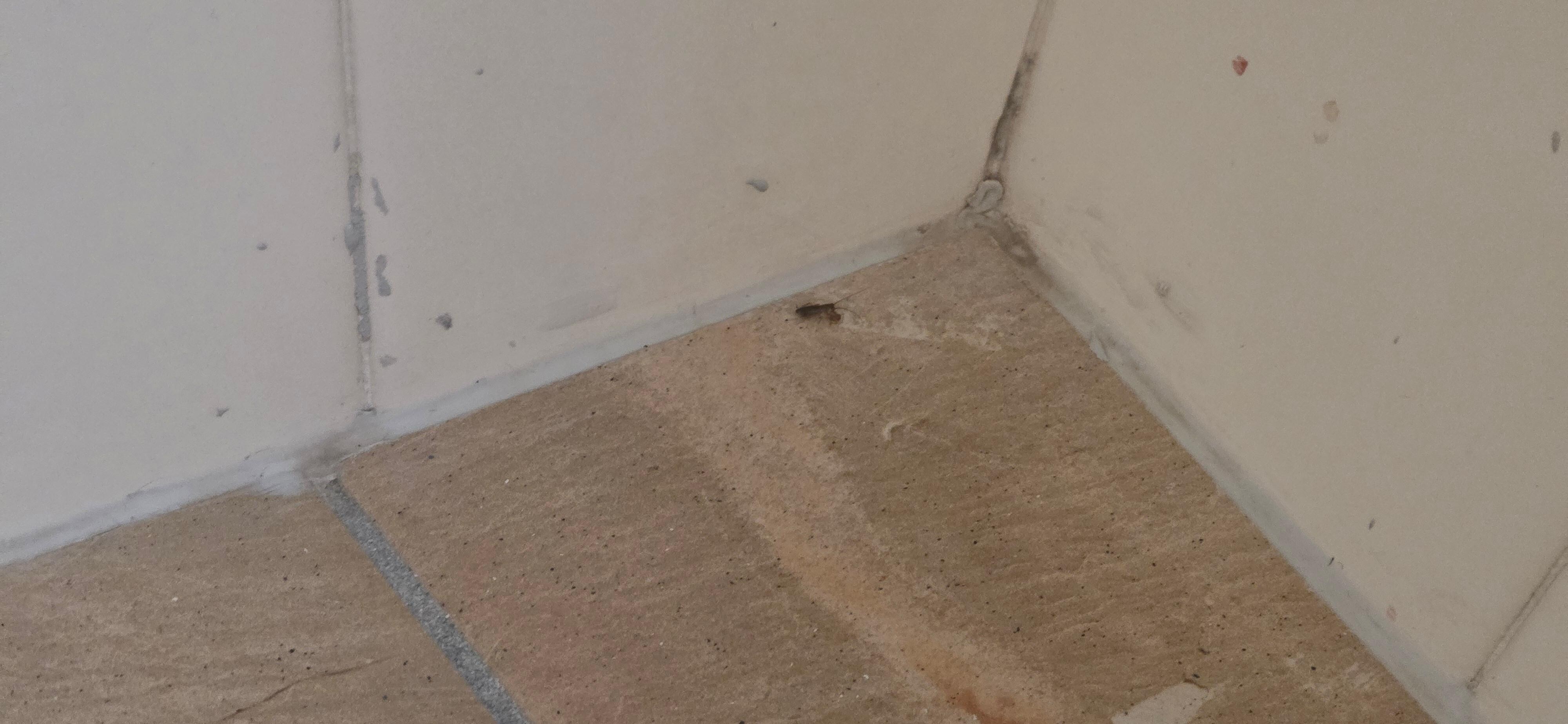 Alive and active baby cockroach in the shower recess