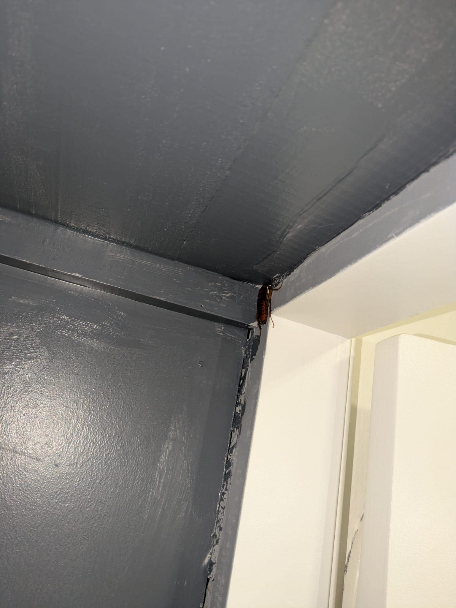 Un des nombreux cafards rencontrés dans la chambre et la salle de bain