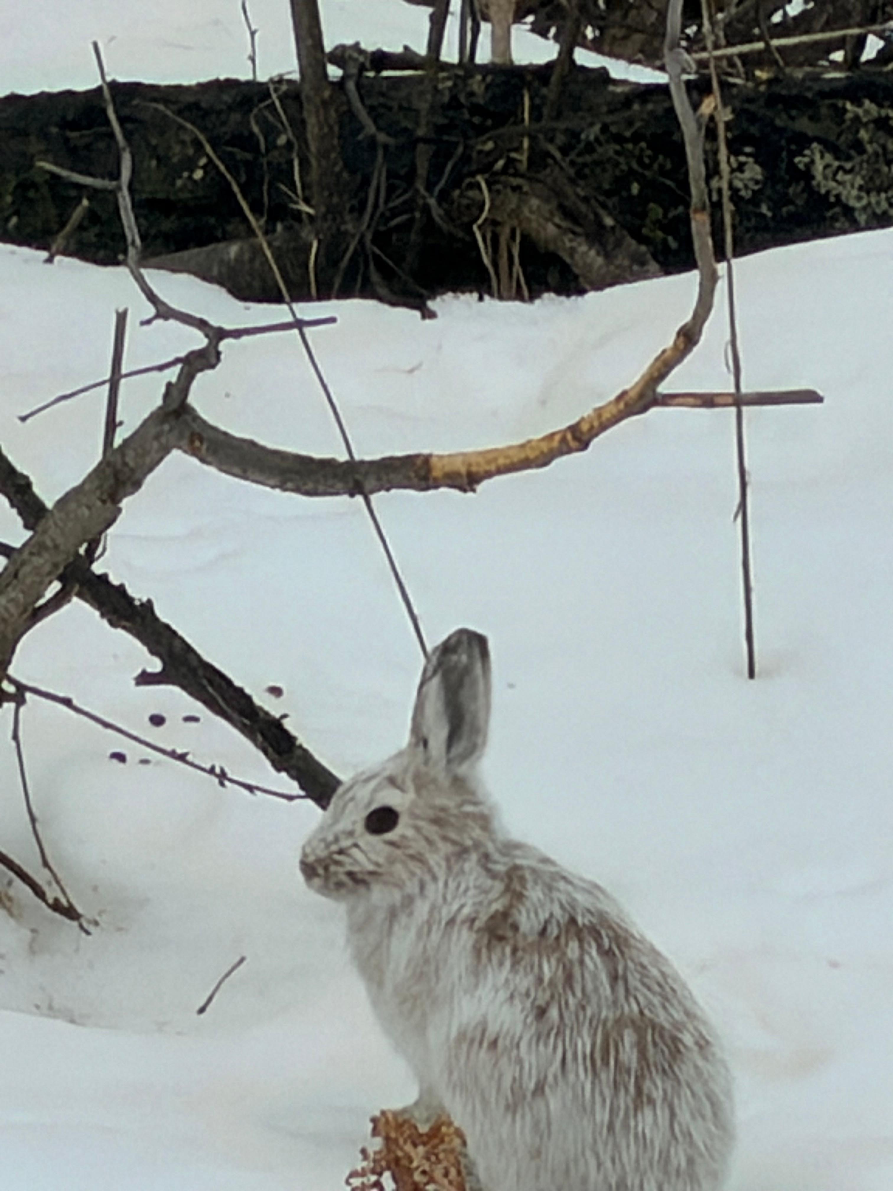 Taken from the kitchen window