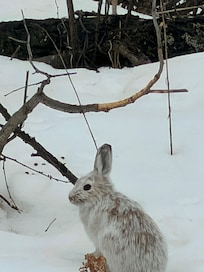Taken from the kitchen window
