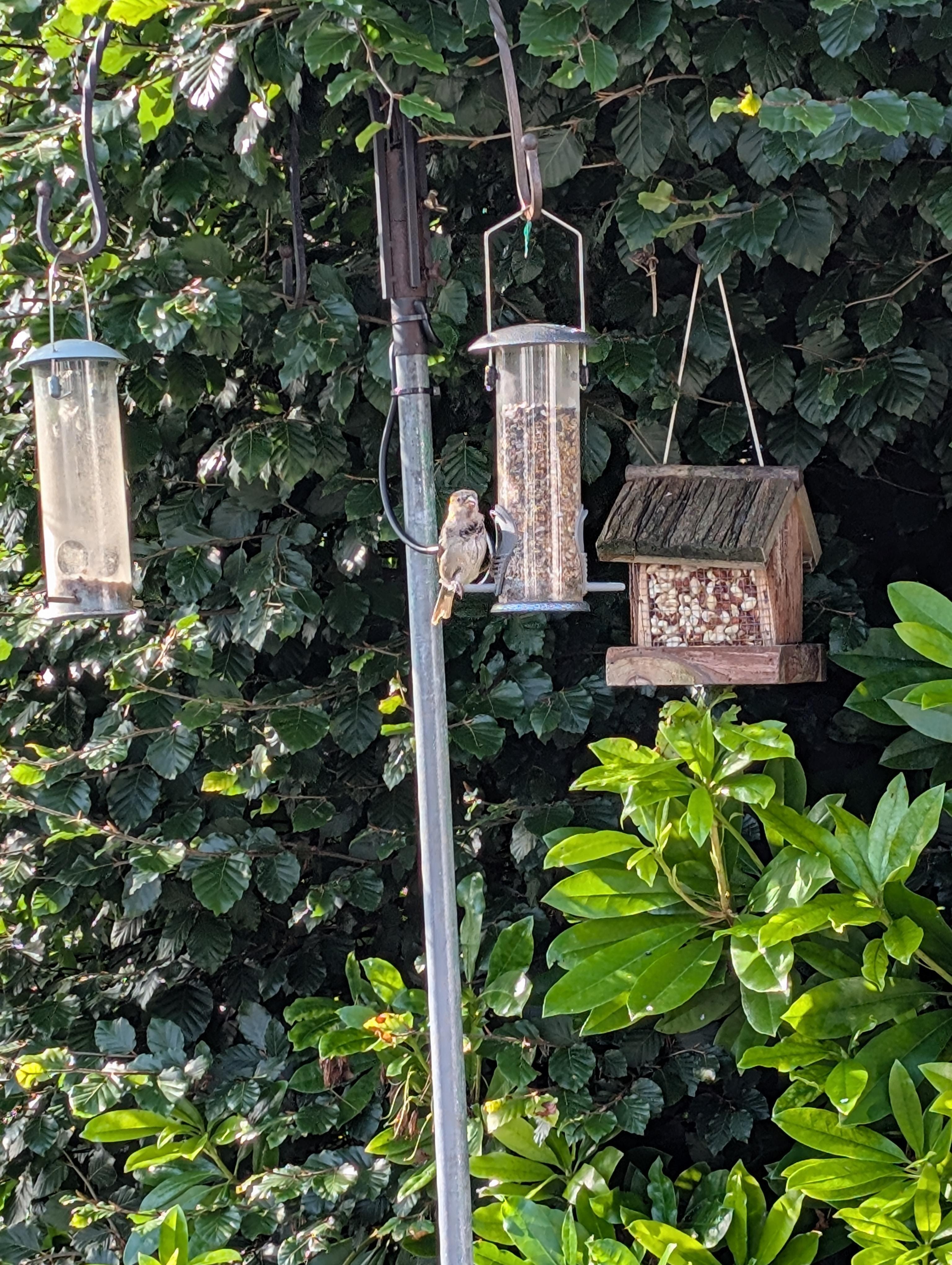 Bird feeders