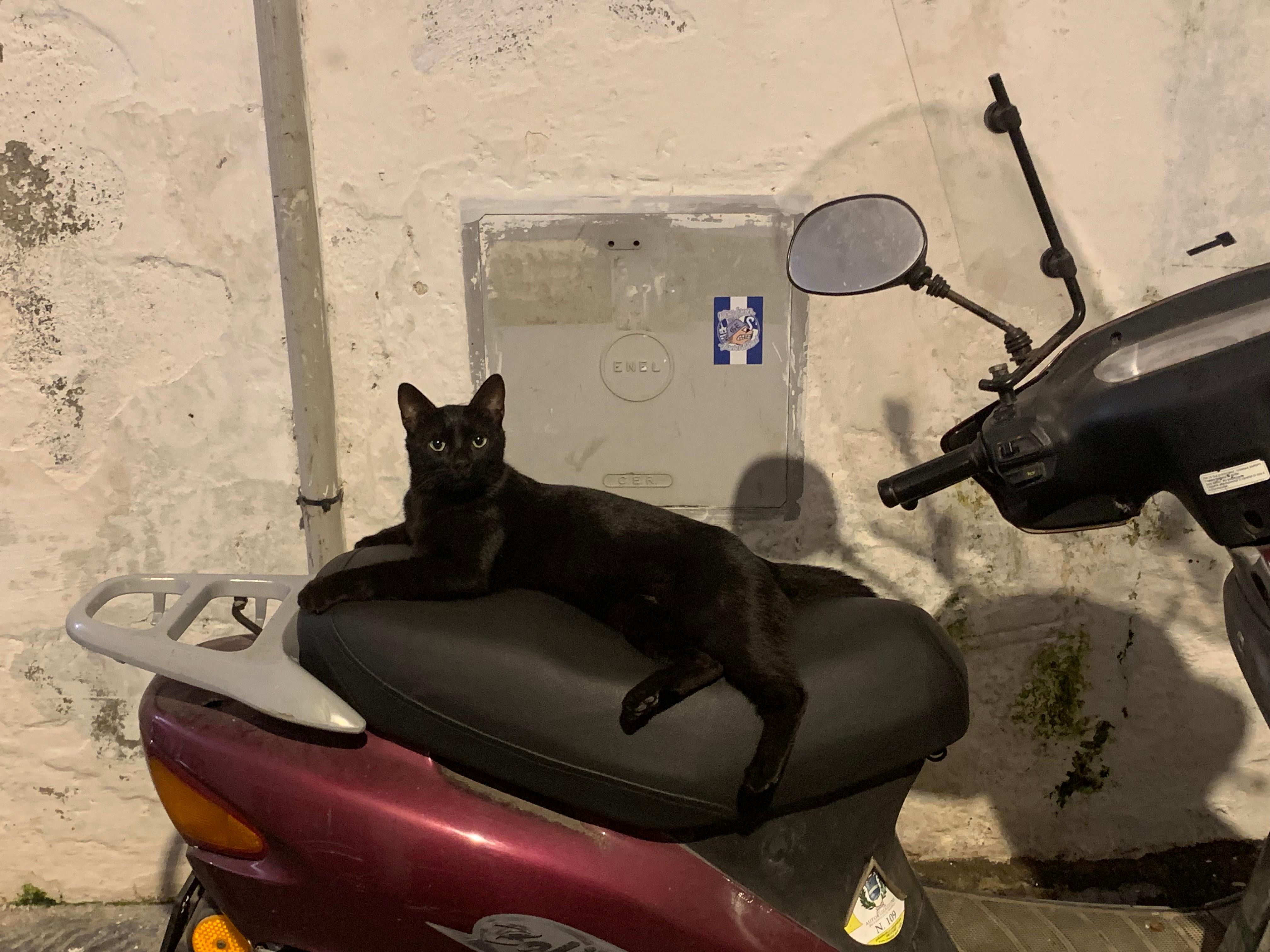 The famous "Piazza Cat" of Atrani on his Vespa
