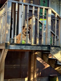 Our dog was on full time watch for squirrels and crows.