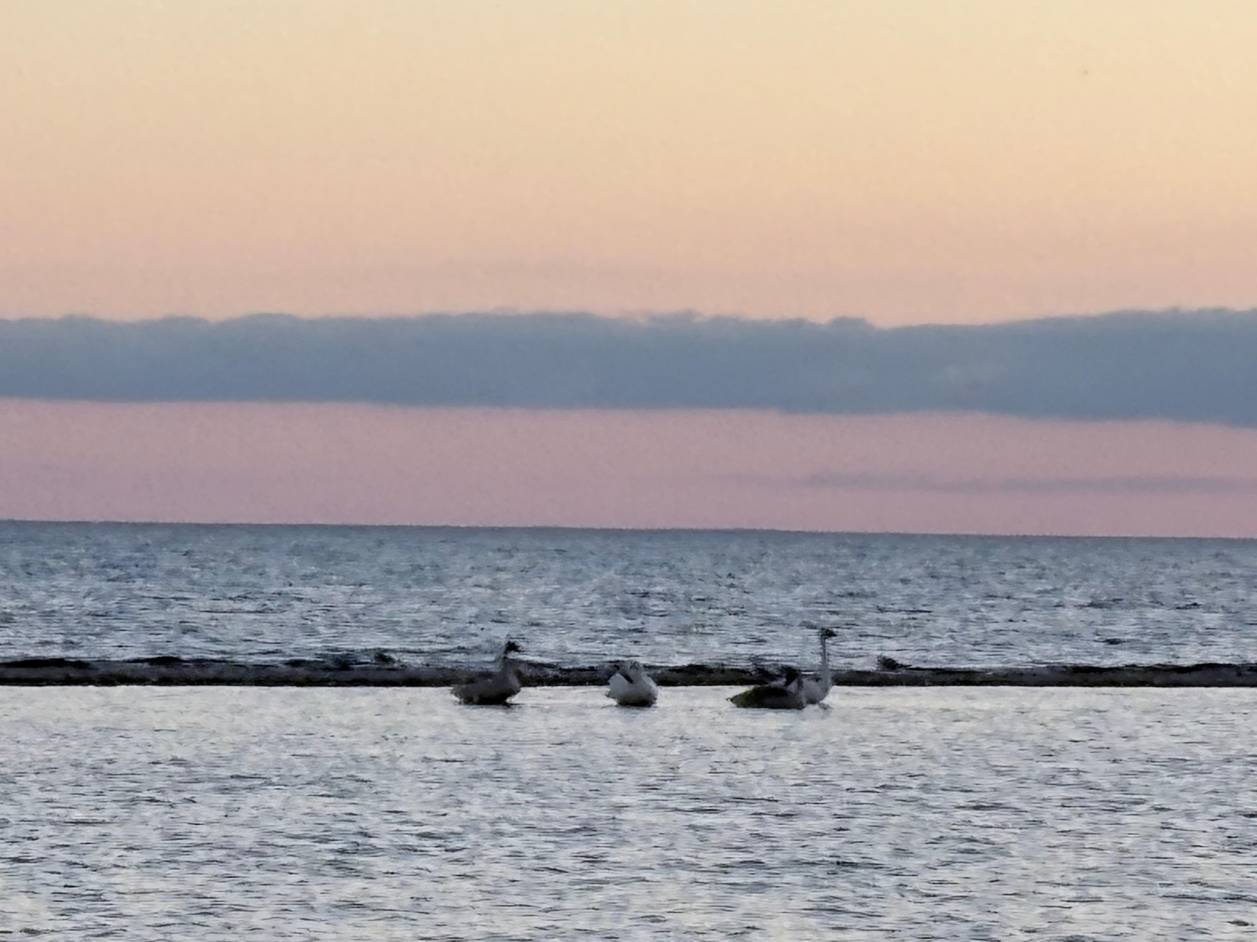 A family of swans at the sand bar. 