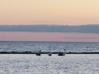 A family of swans at the sand bar.