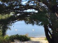 Tranquil swans!
