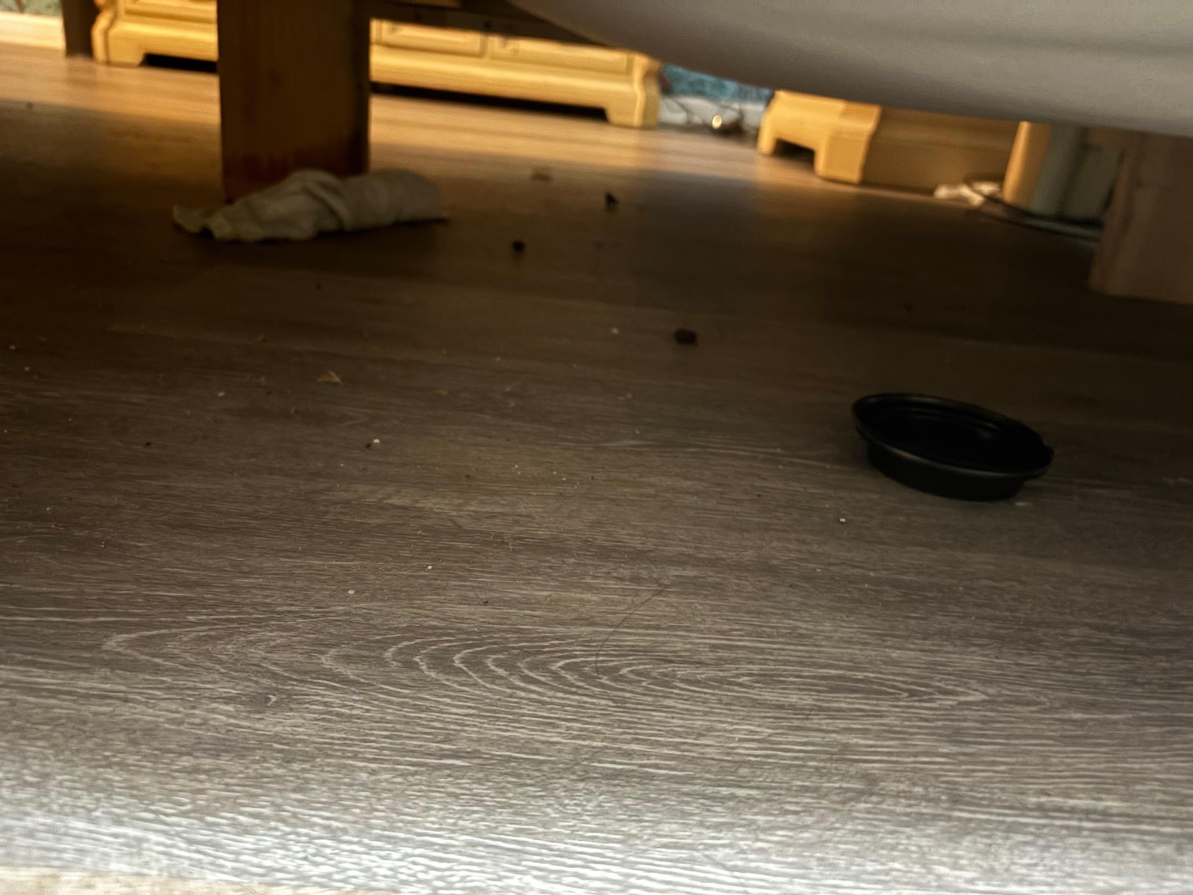 Cucarachas debajo de la cama , no limpian . 