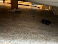 Cucarachas debajo de la cama , no limpian .