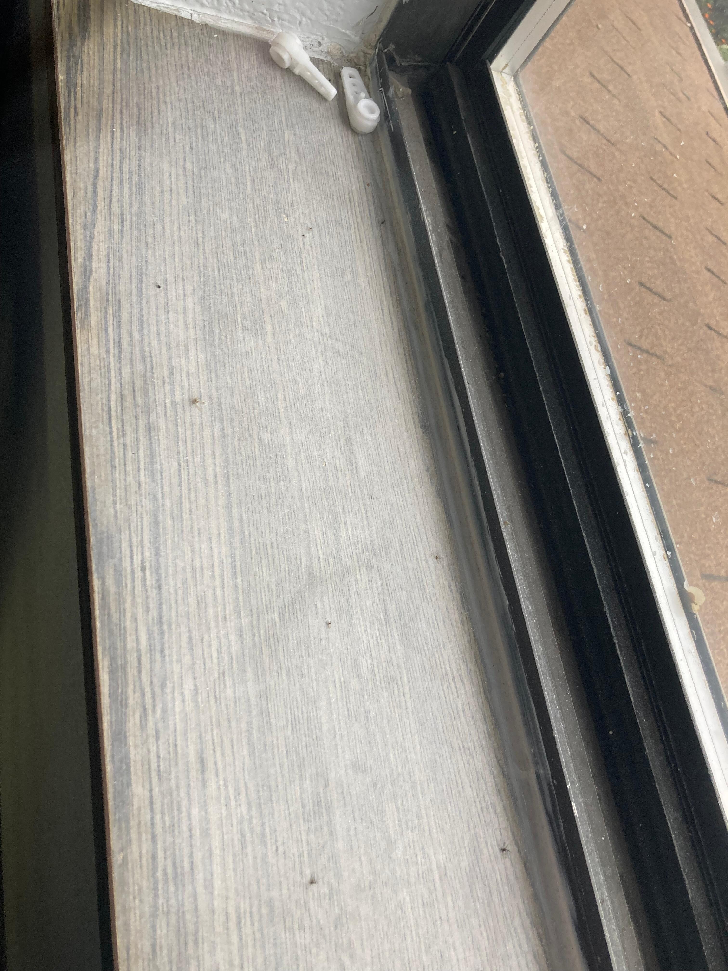 Dead bugs on windowsill 