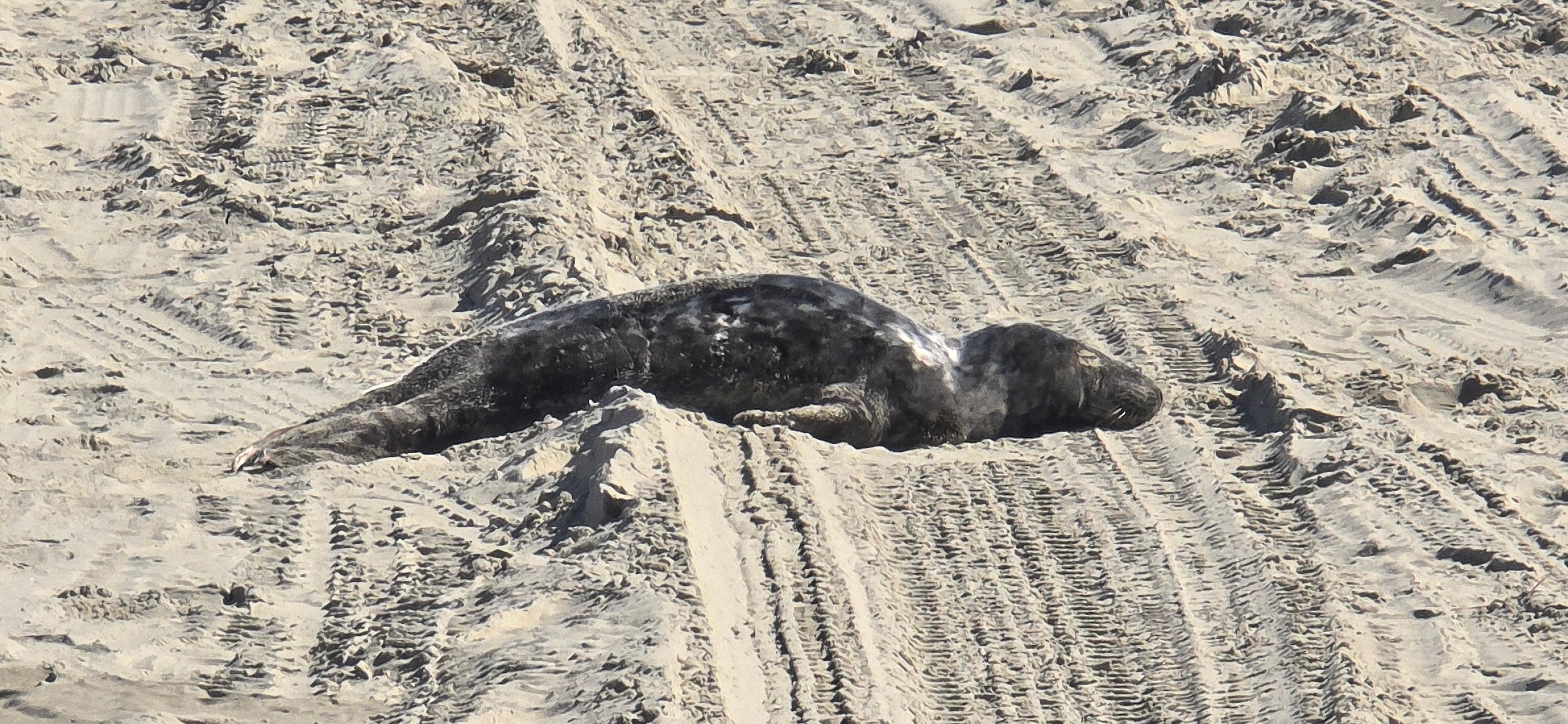 Baby seal that came up on the beach for several days!