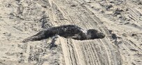 Baby seal that came up on the beach for several days!