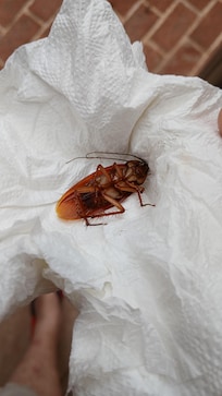 Cockroach infestation.