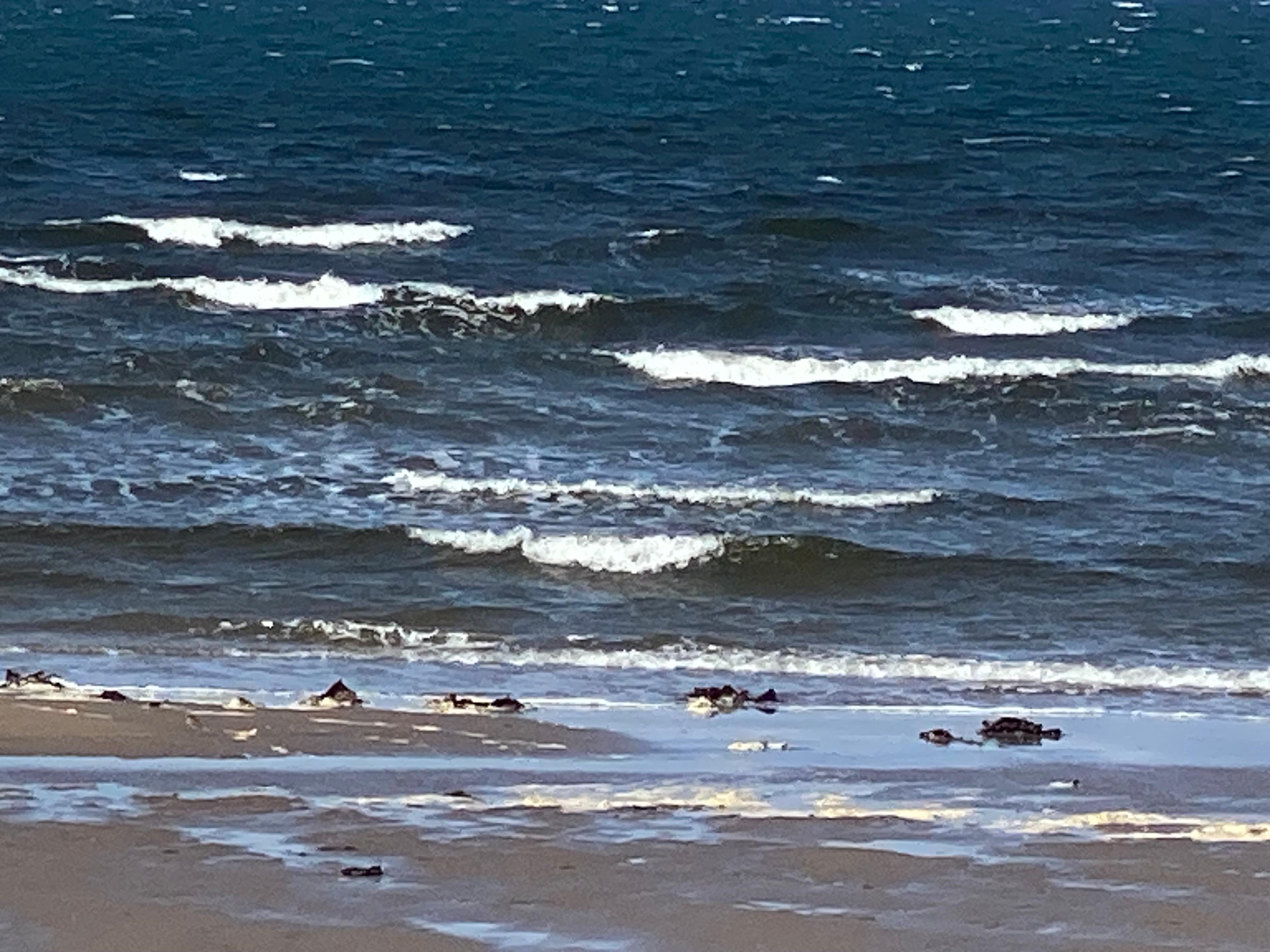 Wonderful waves, August,  Ayr beach