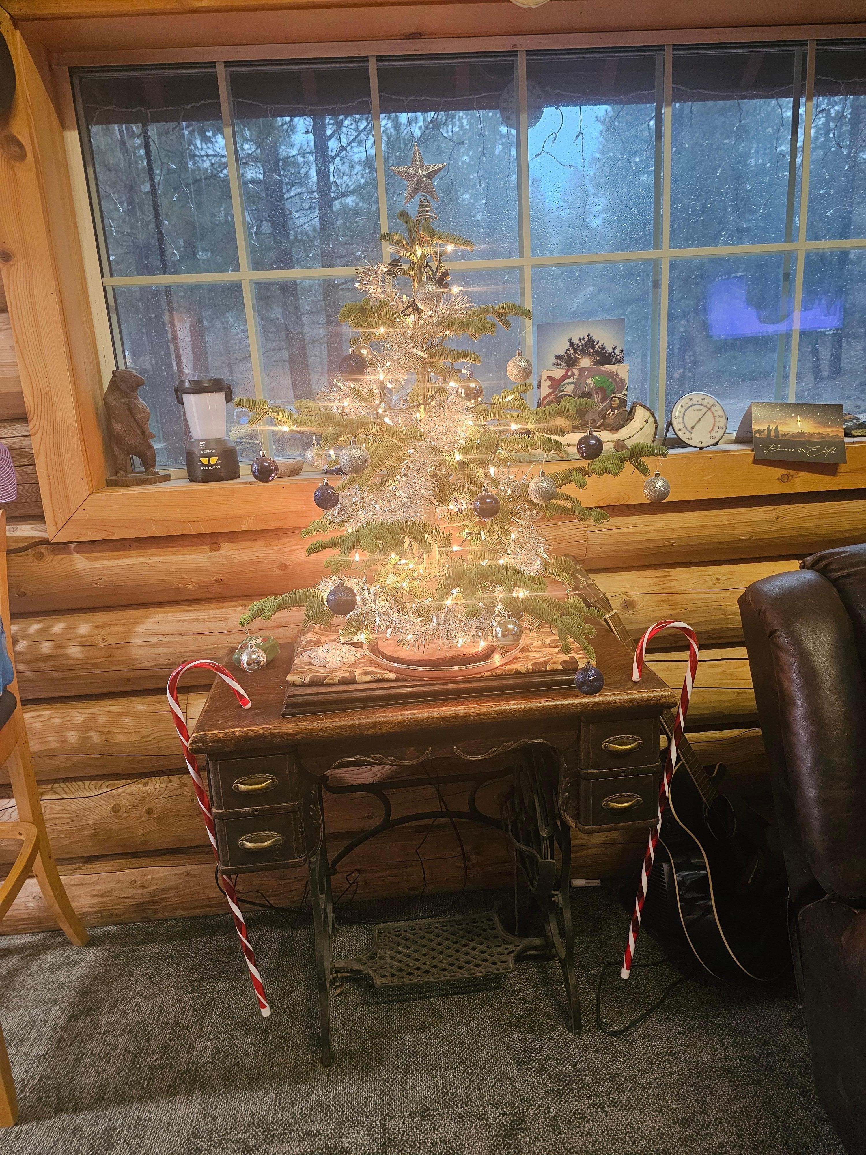 Real live christmas tree.