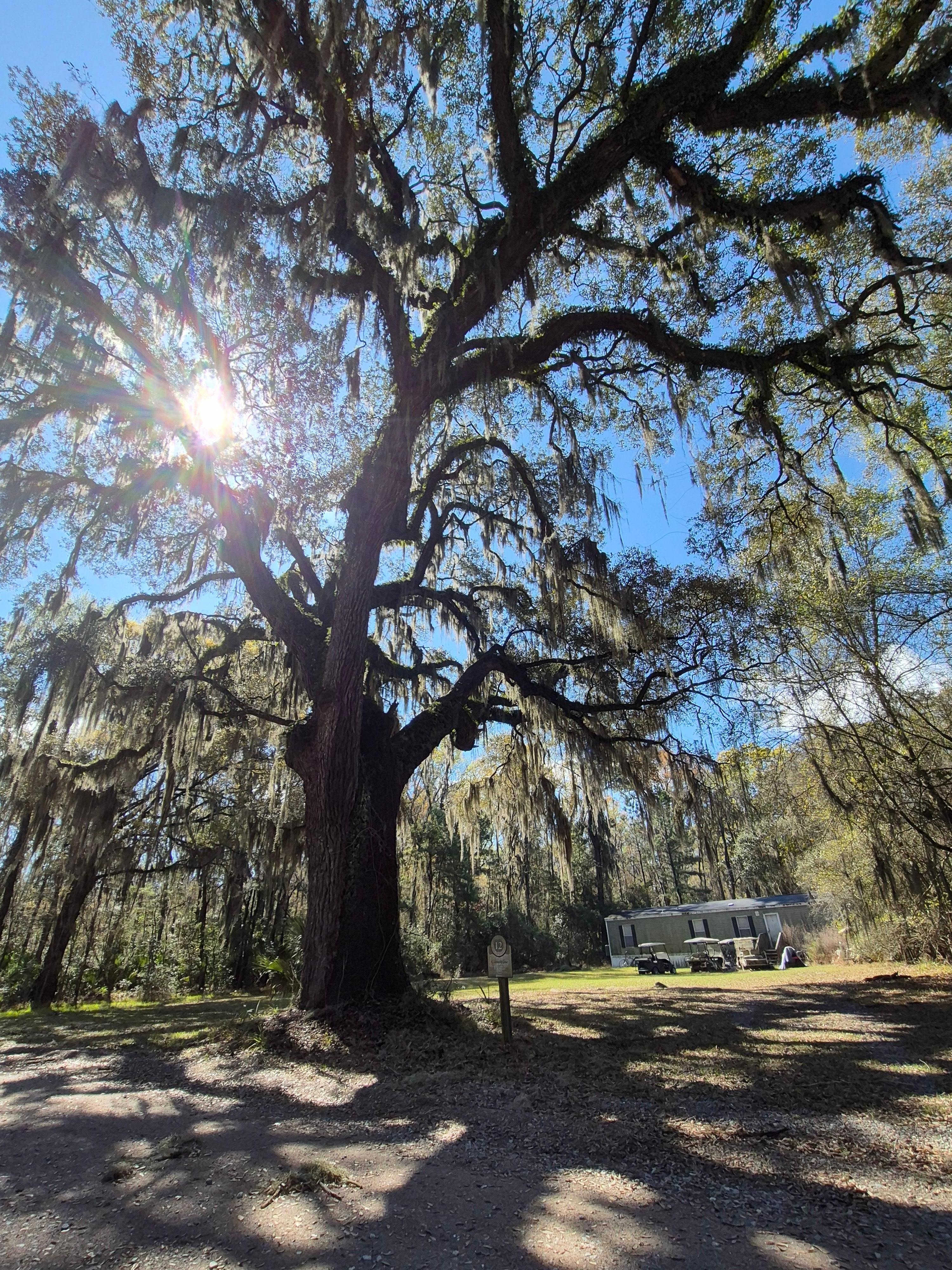 Some of the most beautiful trees.