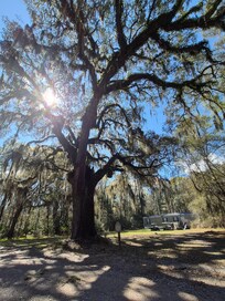 Some of the most beautiful trees.