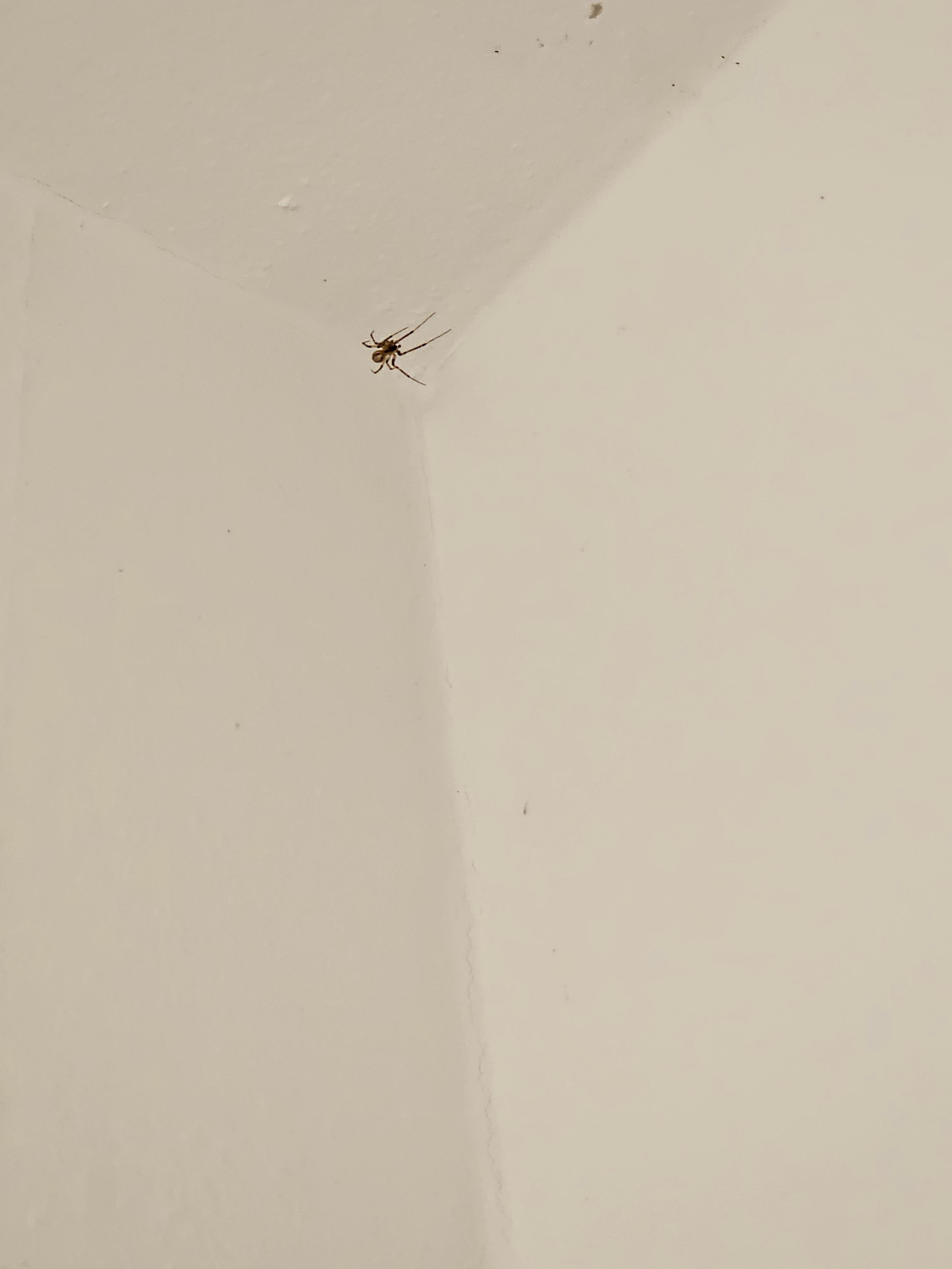 Araña en baño