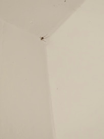 Araña en baño